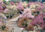 花庭園に咲く「しだれ梅」