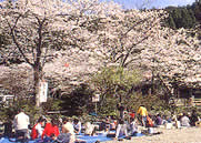 さくら祭り