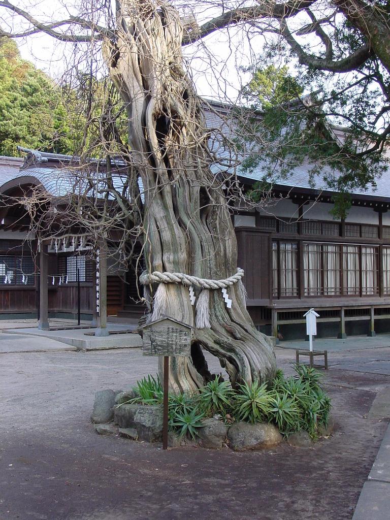 伊古奈比咩命神社（白浜神社）（枯れた御神木　イブキ）