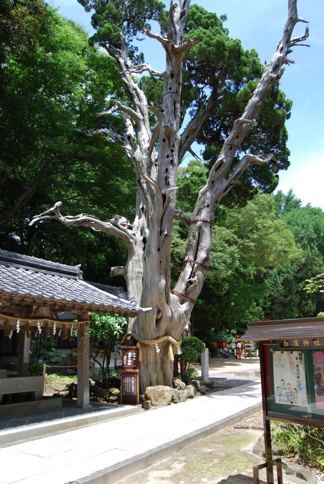 伊古奈比咩命神社（白浜神社）（天然記念物　イブキ）