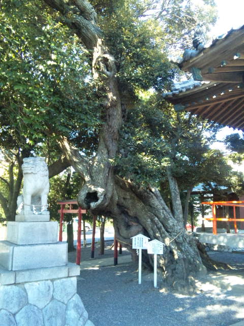 熊野神社（高塚熊野神社）（雲龍椎）
