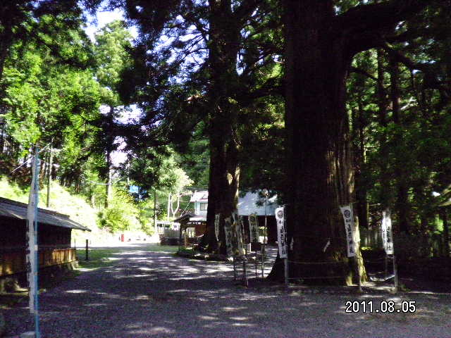 山住神社（杉）