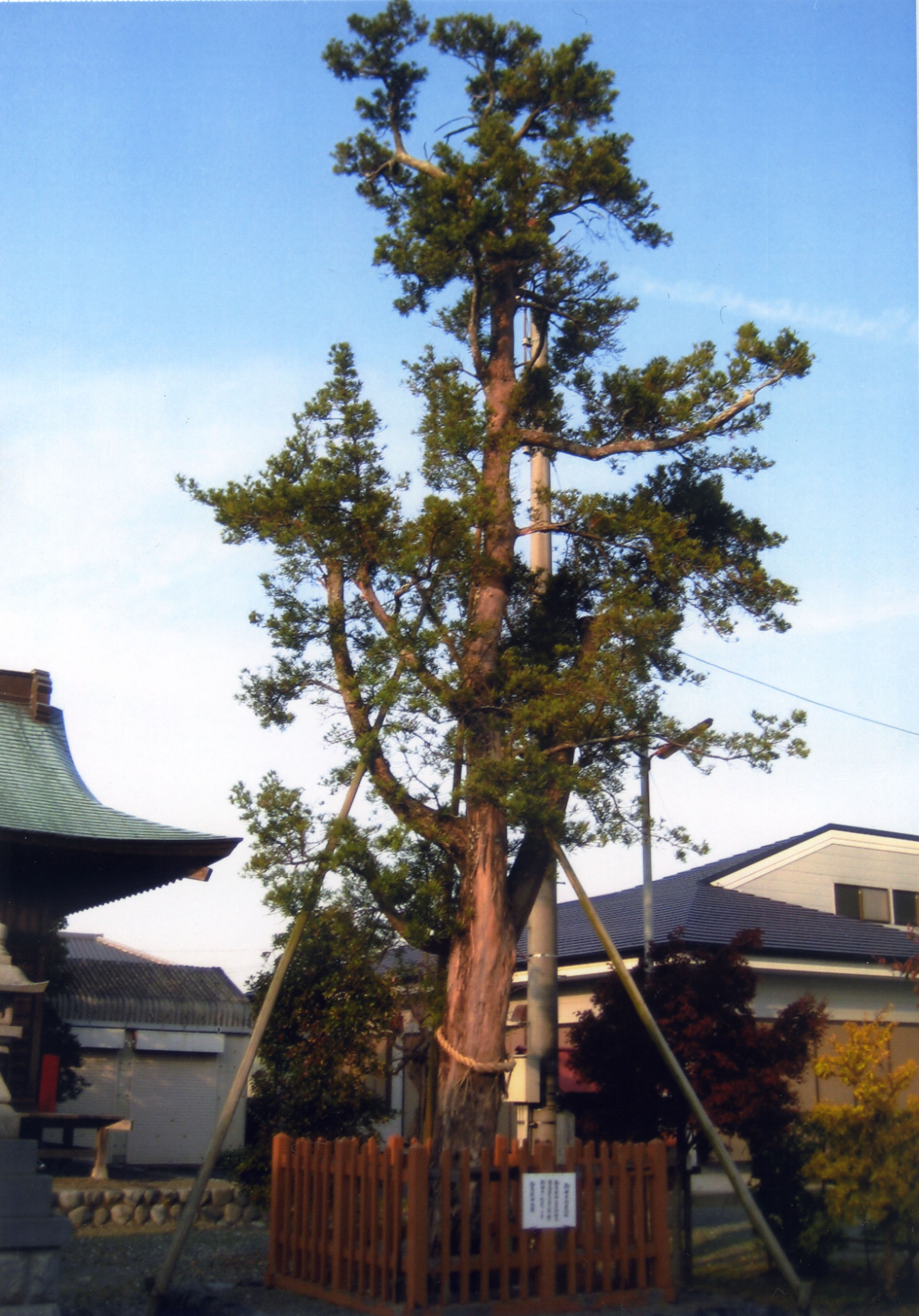 津島神社（槙）