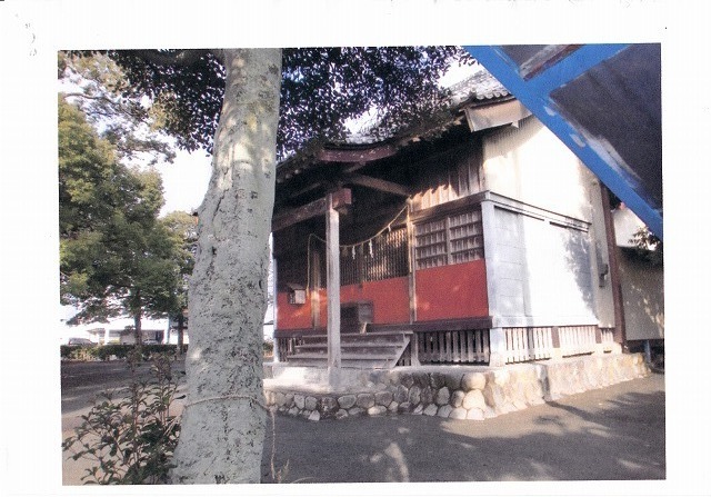 春日神社（木斛）