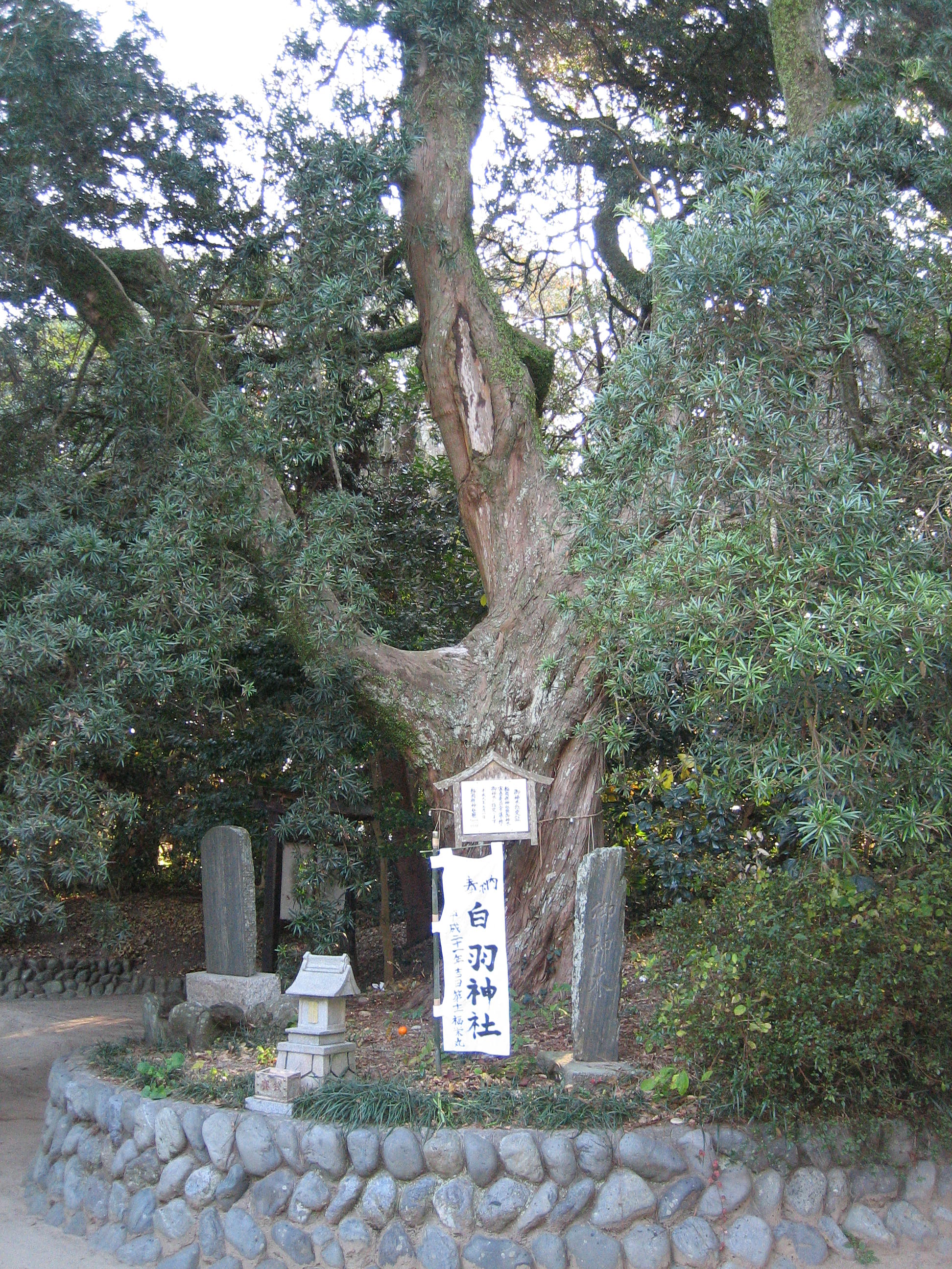 白羽神社（槙）