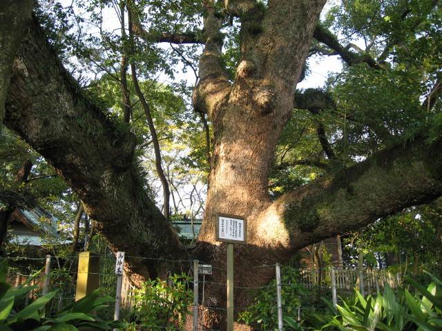 矢倉神社（大楠）