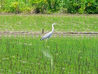 静岡県神道青年会