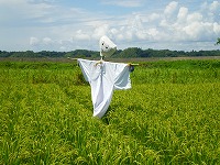 静岡県神道青年会