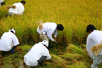 静岡県神道青年会