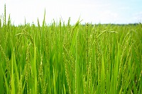 静岡県神道青年会