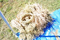 静岡県神道青年会
