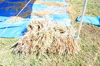 静岡県神道青年会