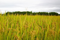 静岡県神道青年会