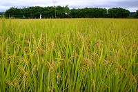 静岡県神道青年会