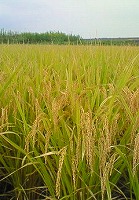 静岡県神道青年会