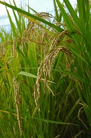 静岡県神道青年会