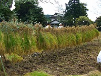 静岡県神道青年会